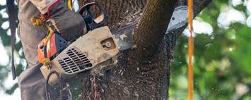 Why Choose Our Tree Removal Services in Stratford, NJ?