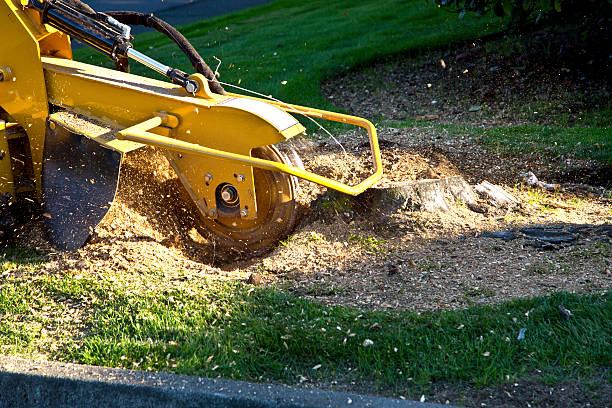 Reliable Stratford, NJ  Tree Services Solutions